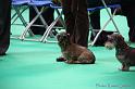 Crufts2011_2 1380